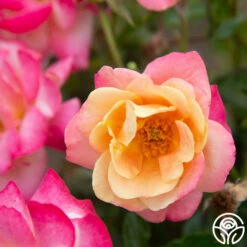 Polynesian Punch™ 21 Polynesian Punch™ -FloraFinesse Shop Polynesian Punch 117