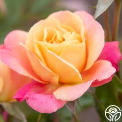 Polynesian Punch™ 25 Polynesian Punch™ -FloraFinesse Shop Polynesian Punch 200