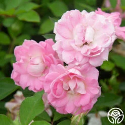 Porcelain Rose -FloraFinesse Shop Porcelain Rose 13