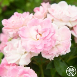 Porcelain Rose -FloraFinesse Shop Porcelain Rose 2