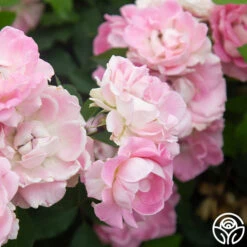 Porcelain Rose -FloraFinesse Shop Porcelain Rose 8