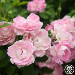 Porcelain Rose -FloraFinesse Shop Porcelain Rose 9