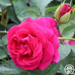 Princess Elise™ -FloraFinesse Shop Princess Elise 11