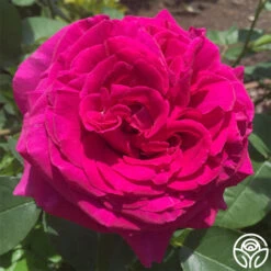 Princess Elise™ -FloraFinesse Shop Princess Elise 12