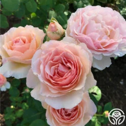 Princesse Charlene De Monaco® -FloraFinesse Shop Princesse Charlene de Monaco 11