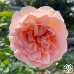 Princesse Charlene De Monaco® -FloraFinesse Shop Princesse Charlene de Monaco 12