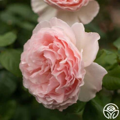 Princesse Charlene De Monaco® -FloraFinesse Shop Princesse Charlene de Monaco 7