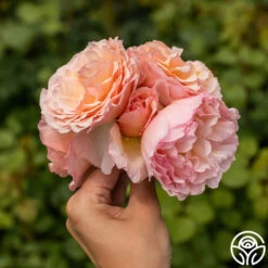 Princesse Charlene De Monaco® -FloraFinesse Shop Princesse Charlene de Monaco 8