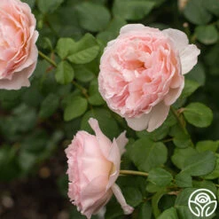 Princesse Charlene De Monaco® -FloraFinesse Shop Princesse Charlene de Monaco 9