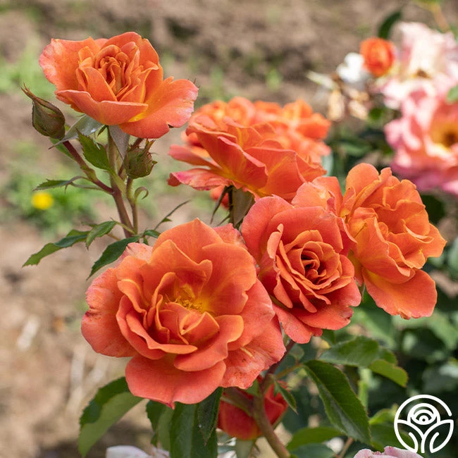 Pumpkin Patch™ 2 Pumpkin Patch™ - Image 2