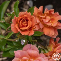 Pumpkin Patch™ 15 Pumpkin Patch™ -FloraFinesse Shop Pumpkin Patch 14