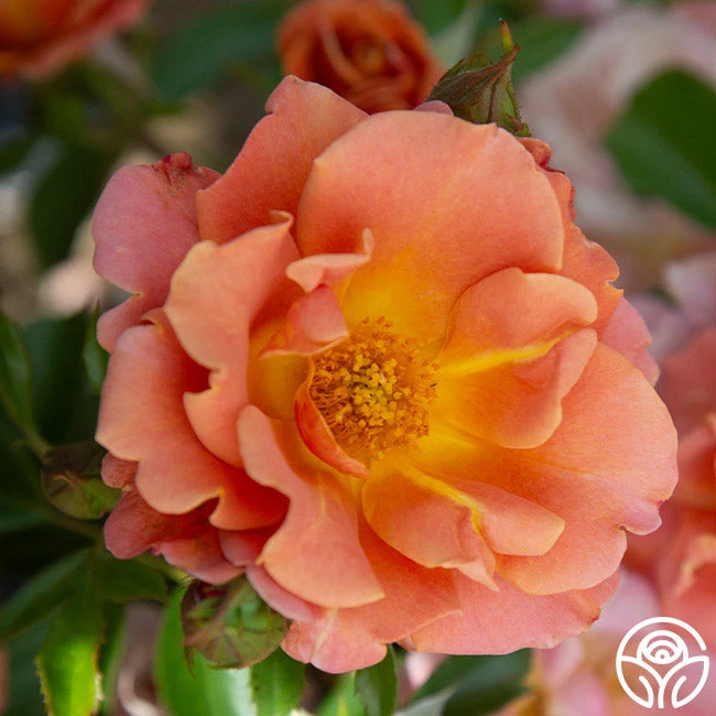 Pumpkin Patch™ 9 Pumpkin Patch™ - Image 9