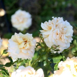 Pure Gold™ 19 Pure Gold™ -FloraFinesse Shop Pure Gold 12