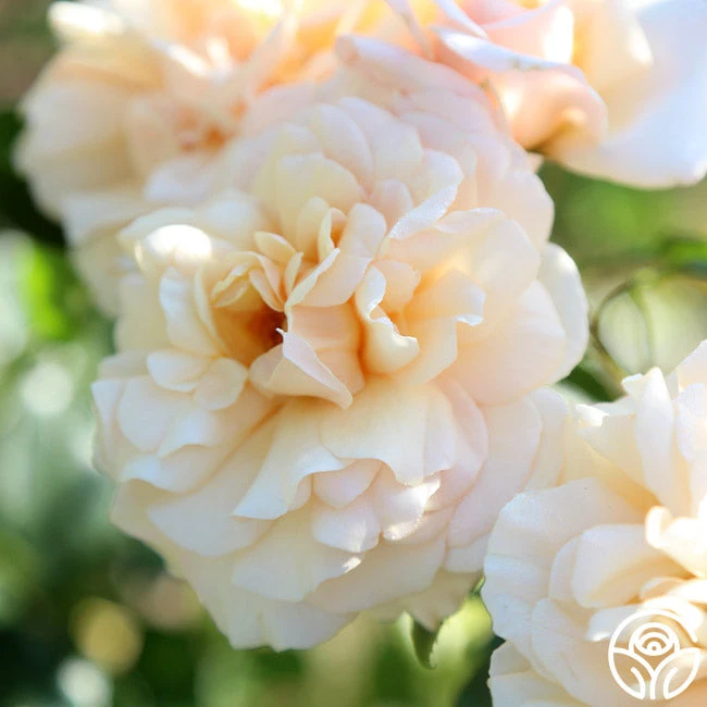 Pure Gold™ 10 Pure Gold™ - Image 10