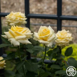 Robert Bruce 13 Robert Bruce -FloraFinesse Shop Robert Bruce 11