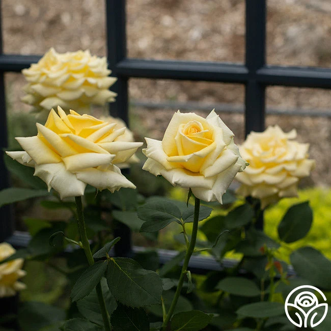 Robert Bruce 3 Robert Bruce - Image 3