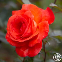 Robert Clements™ -FloraFinesse Shop Robert Clements 0019