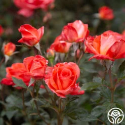 Robert Clements™ -FloraFinesse Shop Robert Clements 0113