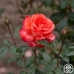 Robert Clements™ -FloraFinesse Shop Robert Clements 0117