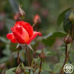 Robert Clements™ -FloraFinesse Shop Robert Clements 018