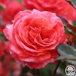 Robert Clements™ -FloraFinesse Shop Robert Clements 01