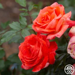 Robert Clements™ -FloraFinesse Shop Robert Clements 0117