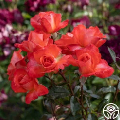 Robert Clements™ -FloraFinesse Shop Robert Clements 03