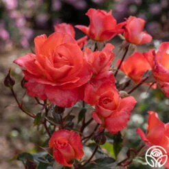 Robert Clements™ -FloraFinesse Shop Robert Clements 04