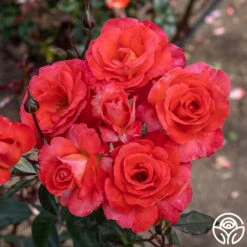 Robert Clements™ -FloraFinesse Shop Robert Clements 05