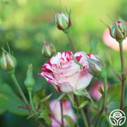 Rock & Roll™ 8 Rock & Roll™ -FloraFinesse Shop Rock Roll 11