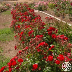 Veranda® Roxanne -FloraFinesse Shop Roxanne veranda 11