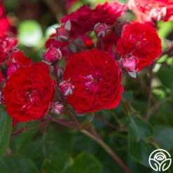 Veranda® Roxanne -FloraFinesse Shop Roxanne veranda 14