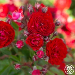 Veranda® Roxanne -FloraFinesse Shop Roxanne veranda 17