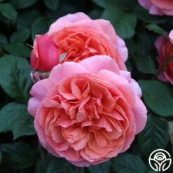 Safari™ 19 Safari™ -FloraFinesse Shop Safari 15