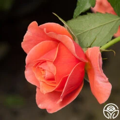 Safari™ 21 Safari™ -FloraFinesse Shop Safari 16