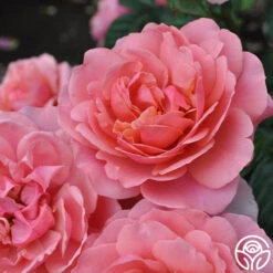 Safari™ 20 Safari™ -FloraFinesse Shop Safari 19