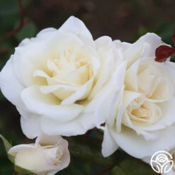 Saratoga -FloraFinesse Shop Saratoga 13