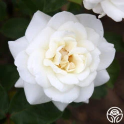 Saratoga -FloraFinesse Shop Saratoga 15