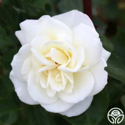 Saratoga -FloraFinesse Shop Saratoga 16