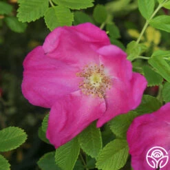 Scabrosa -FloraFinesse Shop Scabrosa 02