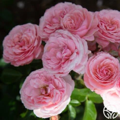 Sexy Rexy® -FloraFinesse Shop Sexy Rexy 2145