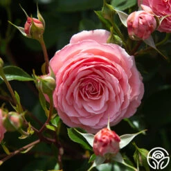 Sexy Rexy® -FloraFinesse Shop Sexy Rexy0 325