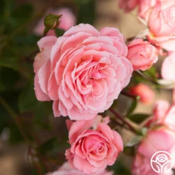 Sexy Rexy® -FloraFinesse Shop Sexy Rexy 12