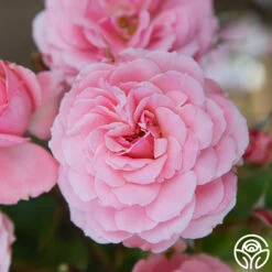 Sexy Rexy® -FloraFinesse Shop Sexy Rexy 13