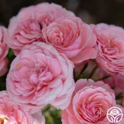 Sexy Rexy® -FloraFinesse Shop Sexy Rexy 14