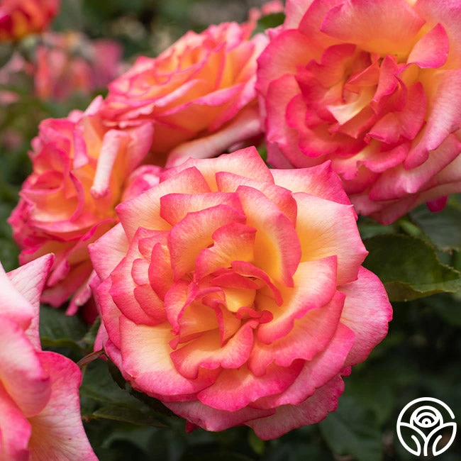 Sheila's Perfume 1 Sheila's Perfume