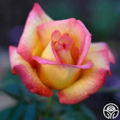 Sheila's Perfume 29 Sheila's Perfume -FloraFinesse Shop Sheila s Perfume 11 01b0fbde 44da 4776 bd16 0a1ab6093ddc