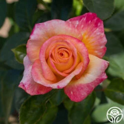 Sheila's Perfume 26 Sheila's Perfume -FloraFinesse Shop Sheila s Perfume 12 15d50d02 1ffc 4bb7 bcce f0f22fcbda16