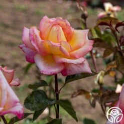 Sheila's Perfume 18 Sheila's Perfume -FloraFinesse Shop Sheila s Perfume 18