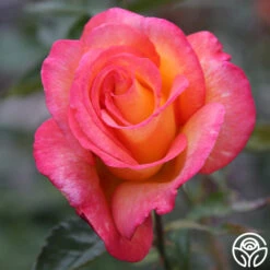 Sheila's Perfume 25 Sheila's Perfume -FloraFinesse Shop Sheila s Perfume 20